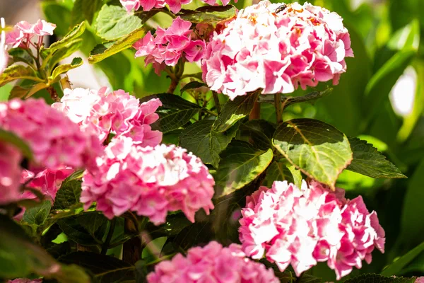 Patio flowers