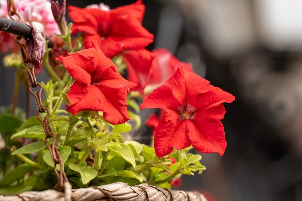 Patio flowers